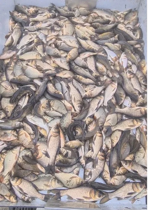 Puiet peste:crap oglinda,crap comun,cteno amur,fitofag,novac,LIN vara