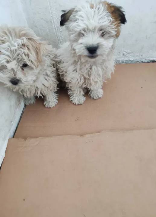 Doua cățelușe bichon