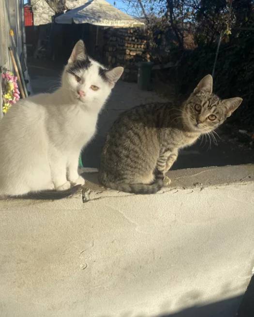 Donatie pui de pisica